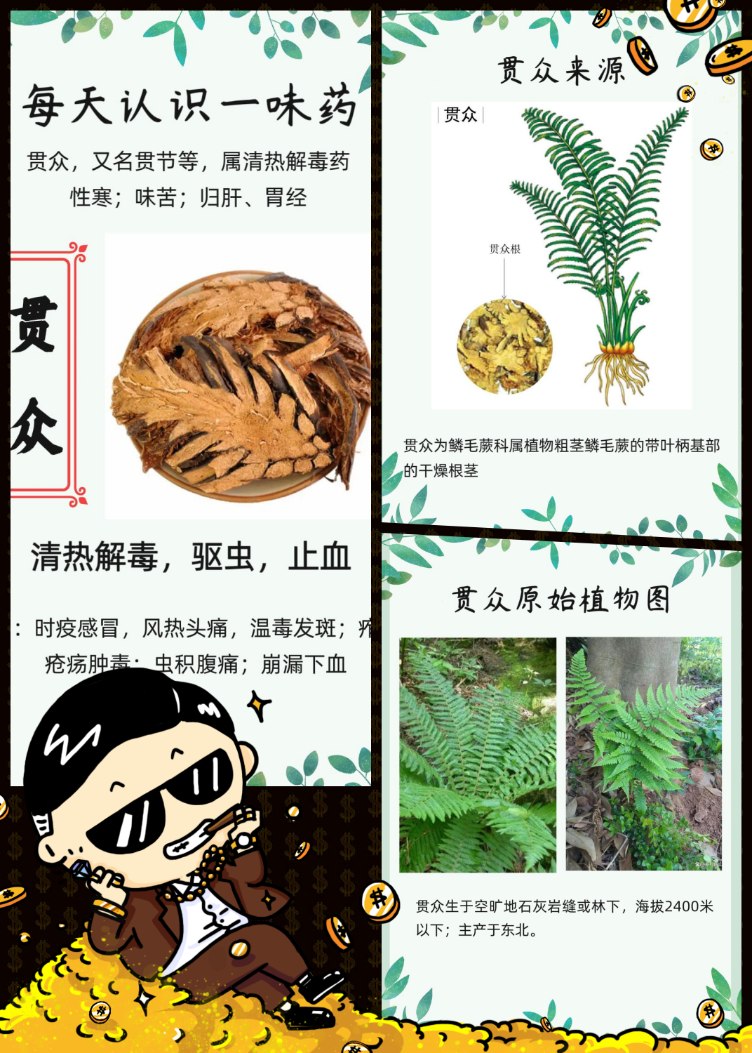 贯众的别名功效大贯众的功效与作用中药贯众消炎中草药材有哪些妇科