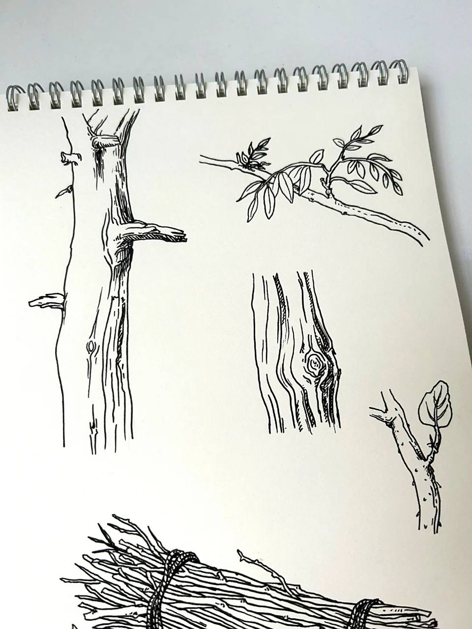速写|树干树枝
