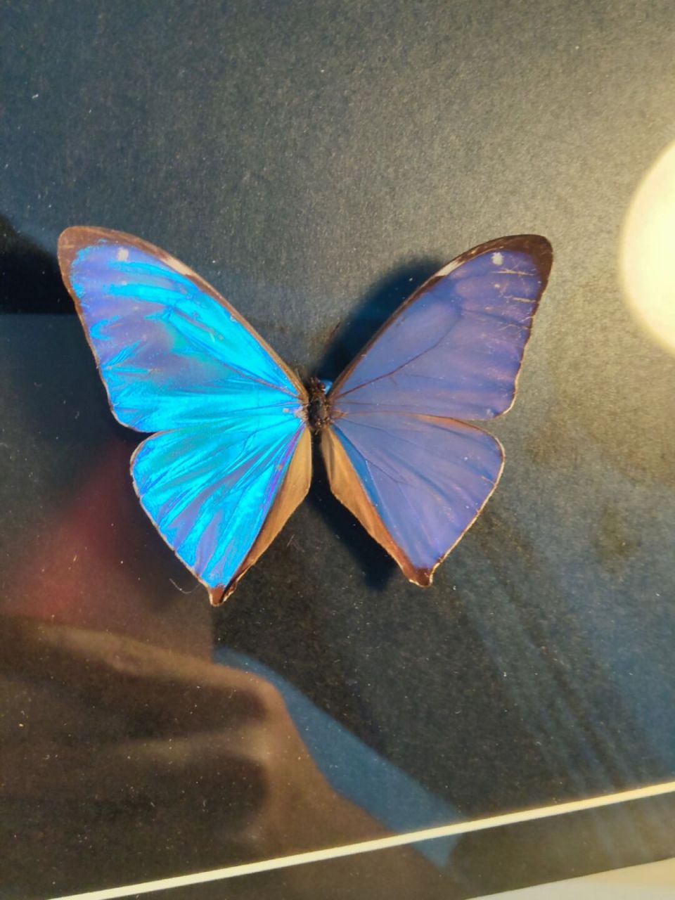 一只爆闪的小蓝闪蝶 小蓝闪蝶(morpho aega) 雄闪蝶的翅上有绚丽的