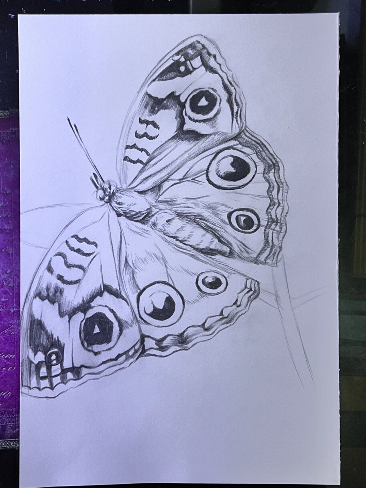 蝴蝶彩铅手绘(附步骤