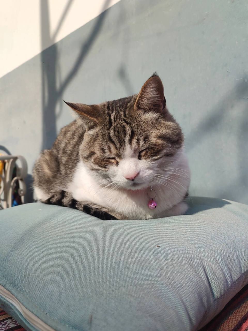 小花猫又可以在院子里晒太阳了 真可爱啊小布丁,我看到就要亲秃的