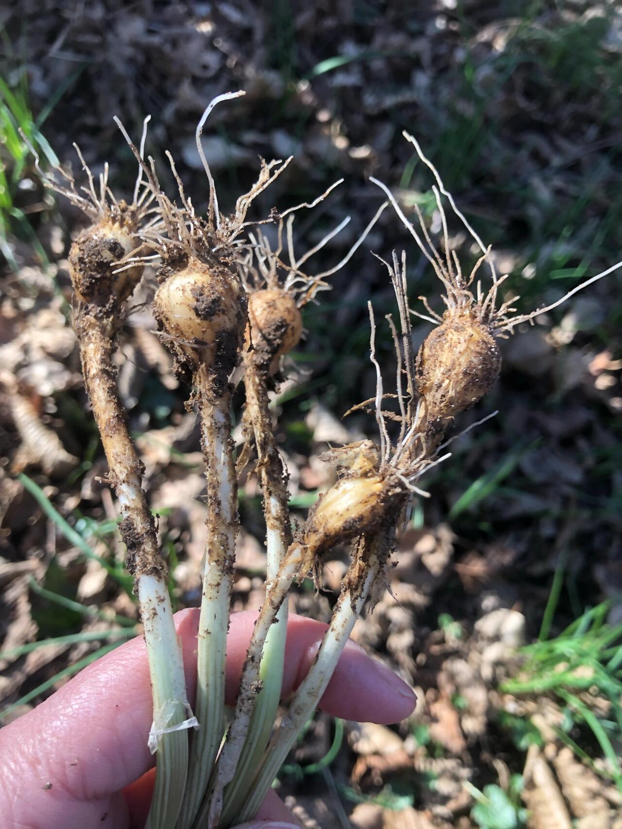 野葱?野蒜?野韭菜?