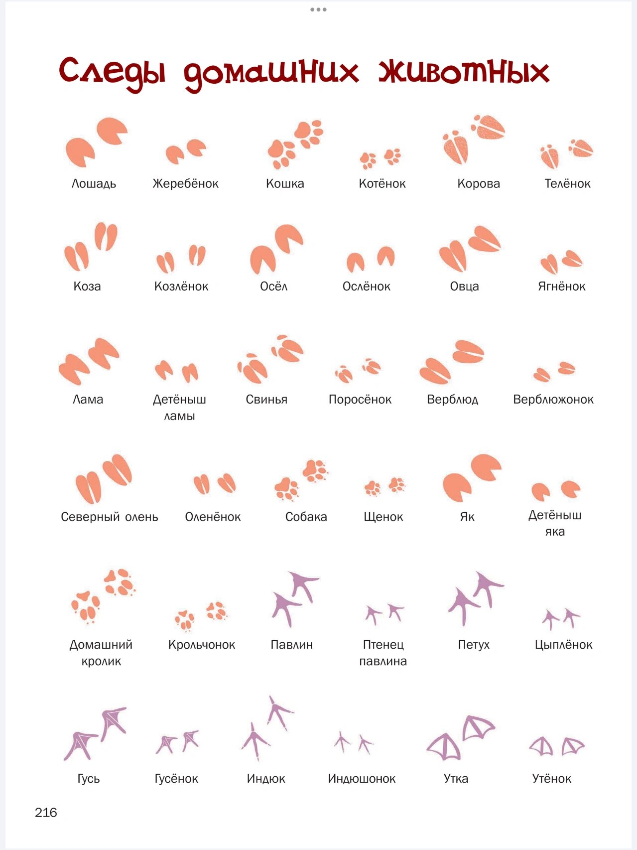 俄语-动物脚印2