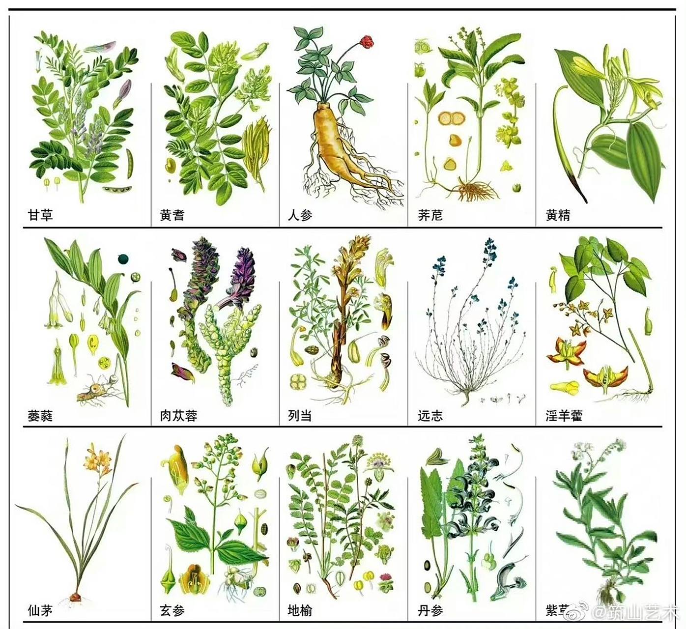 【审美积累】148种常见中草药绘制