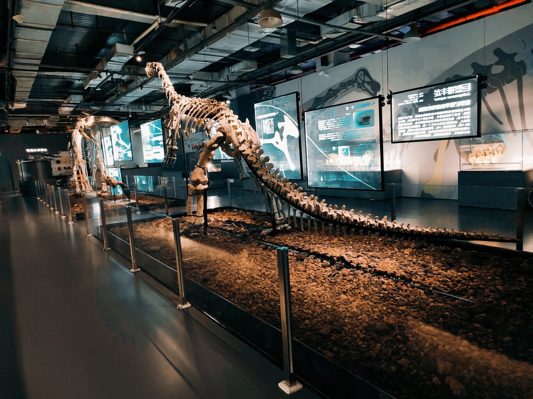 寻龙记-厦门科技馆恐龙化石科考展 恐龙骨骼,恐龙蛋,恐龙足迹,三位