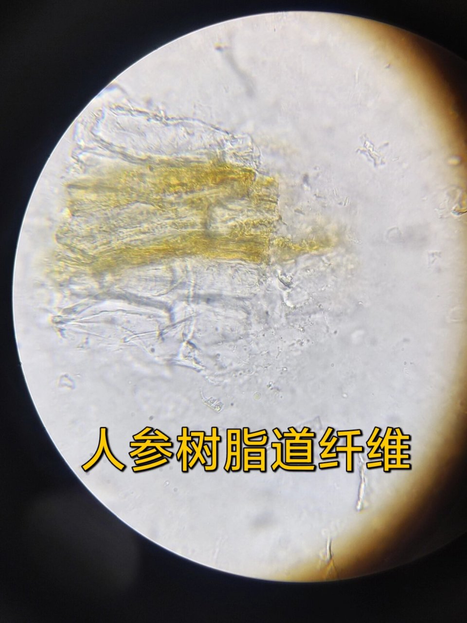 人参 甘草粉末鉴别特征 人参 淡黄白色,树脂道碎片易见,含黄色块状