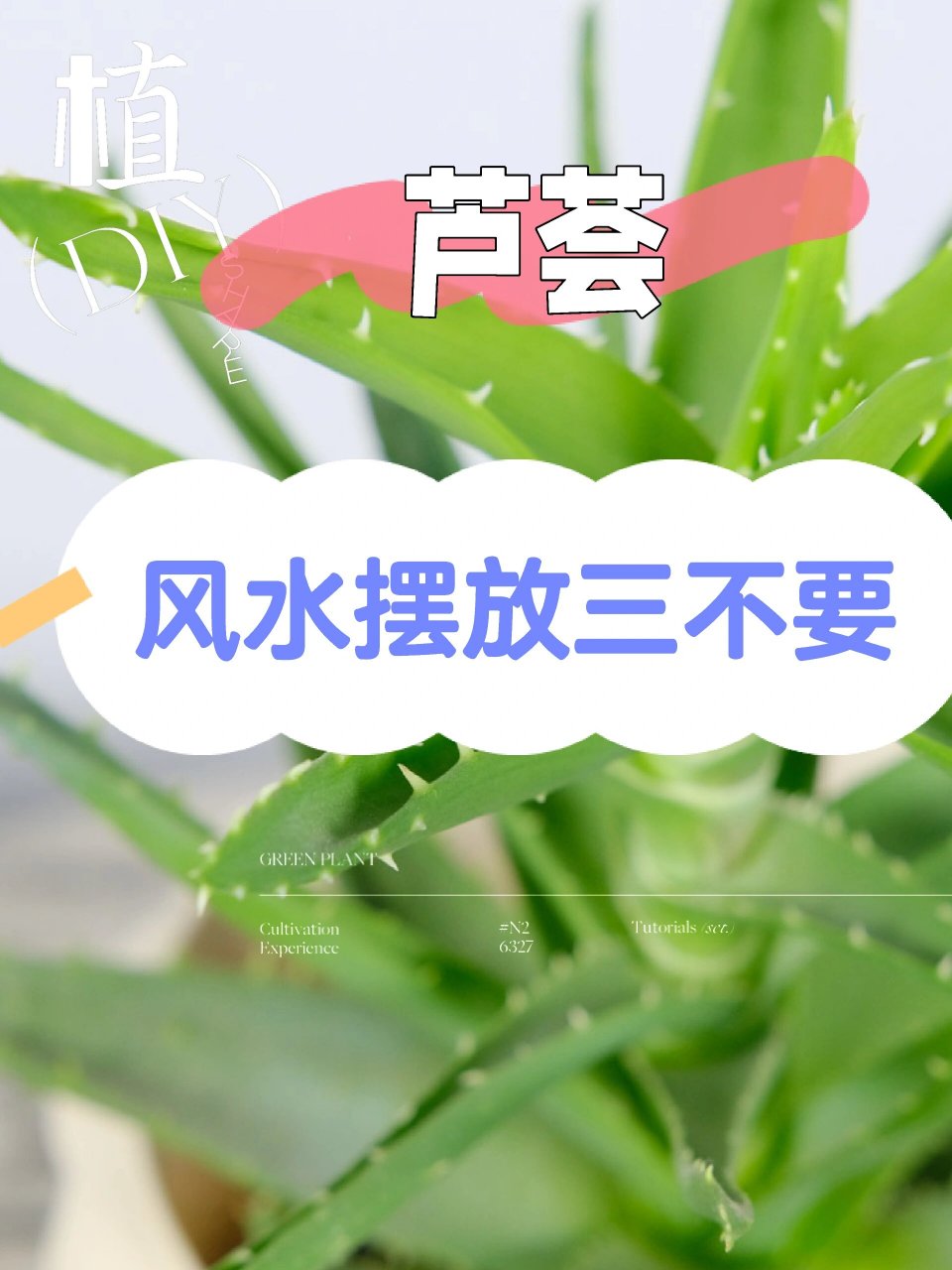 芦荟风水摆放三不要… 哈喽呀~薯宝们 .