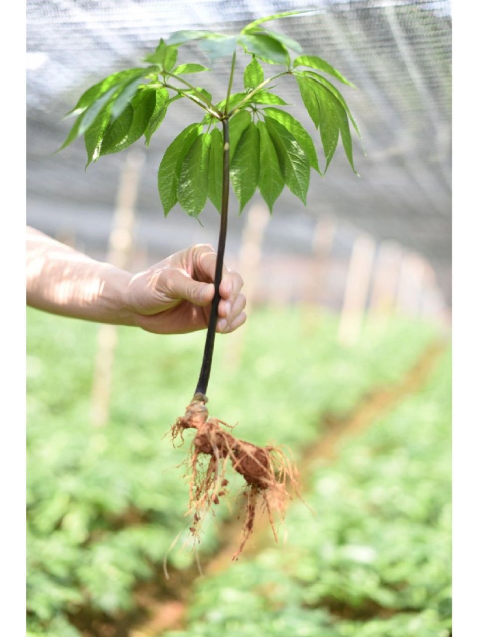 一年生的三七,主根尚小,三七叶稚嫩,属于"三七幼苗"的阶段;二年傻的