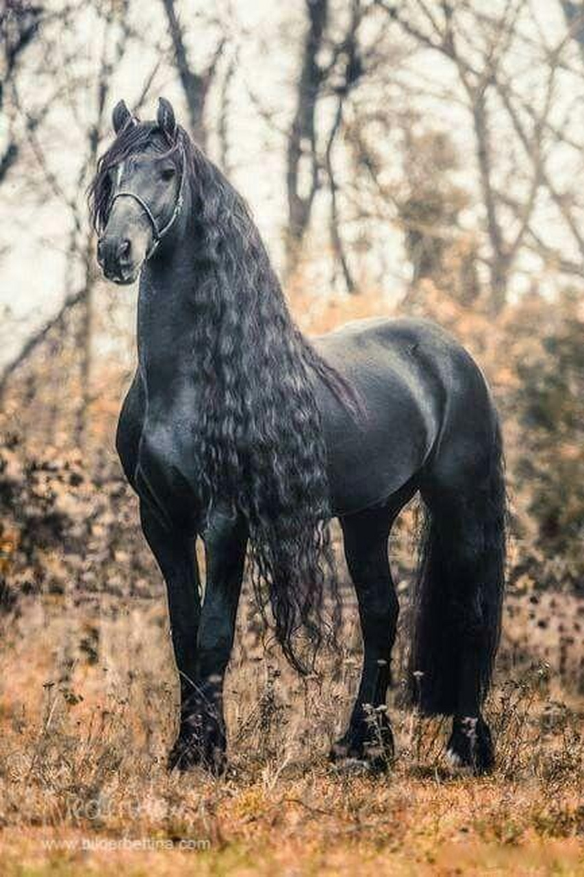 长着一头披肩黑色波浪卷长发的马你见过吗?