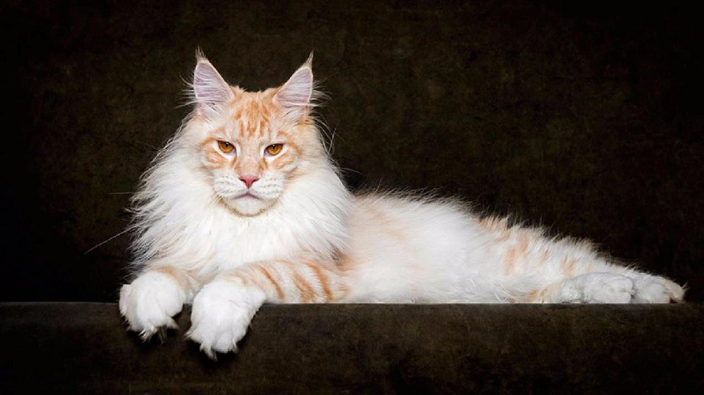 缅因猫美图大赏(一) 缅因猫美图大赏(一)