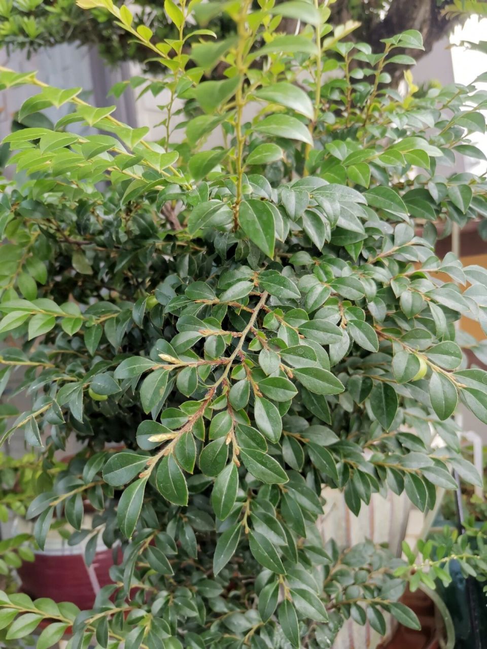 我的小叶紫檀结果了