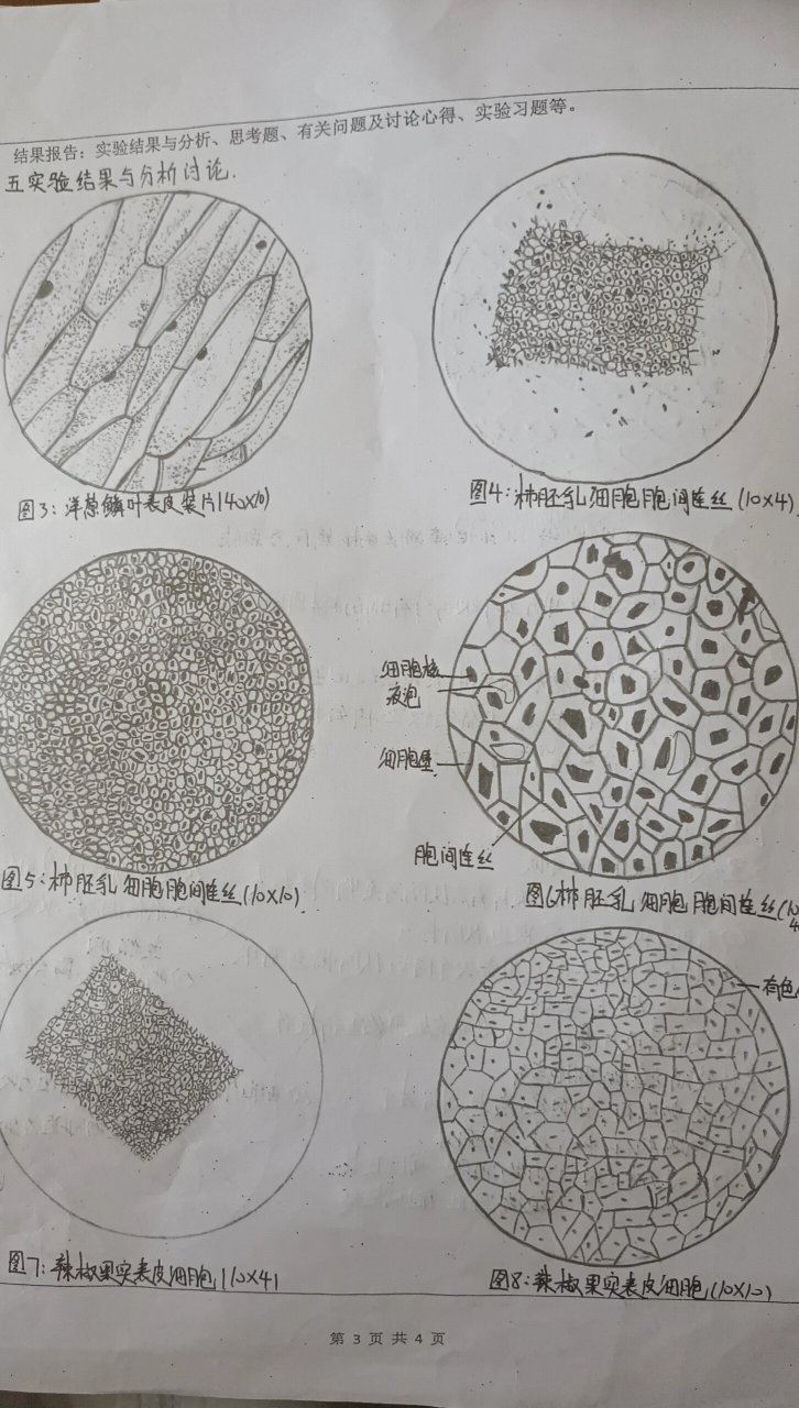 显微镜的使用及生物绘图与结构的观察