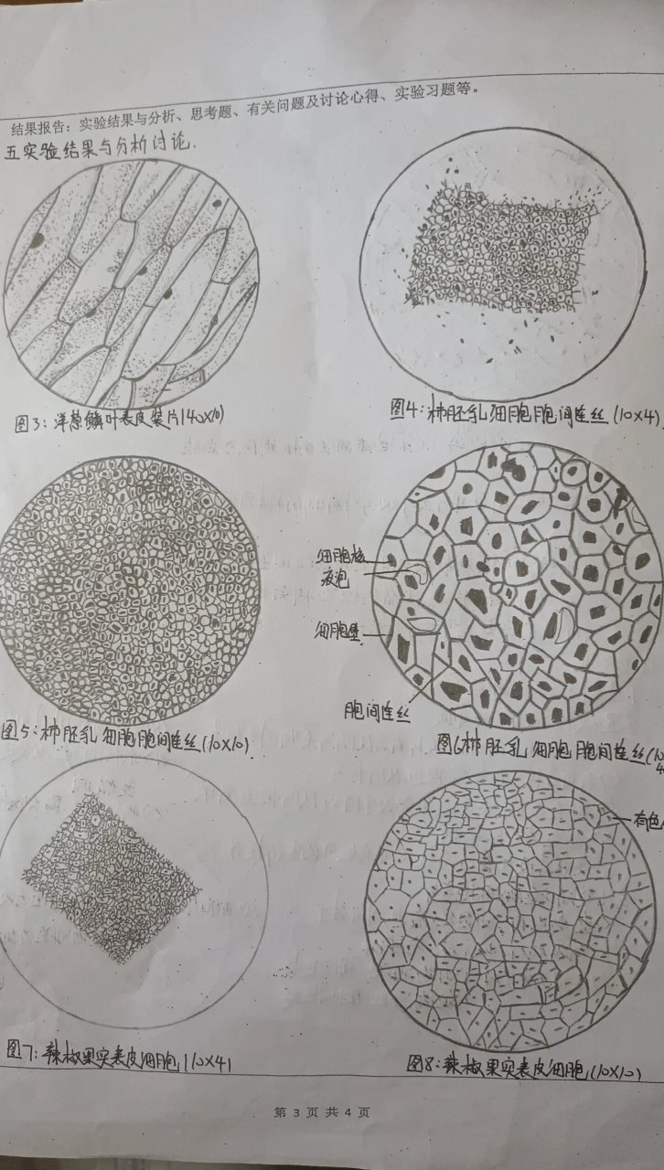 巨噬细胞生物绘图图片