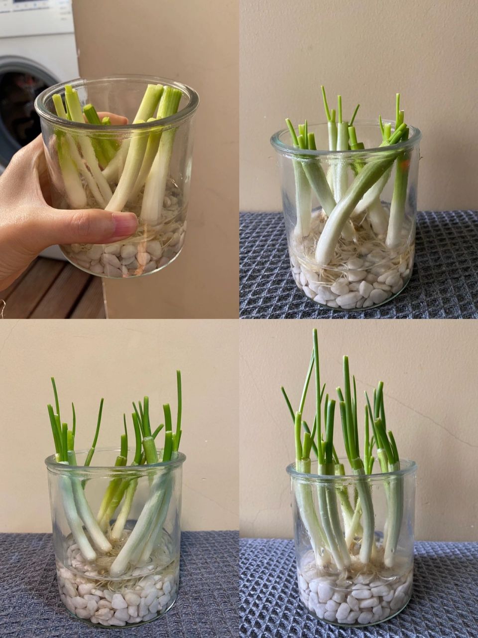 一秒学会如何种葱 只要葱有根,像图上放在水里就好了.