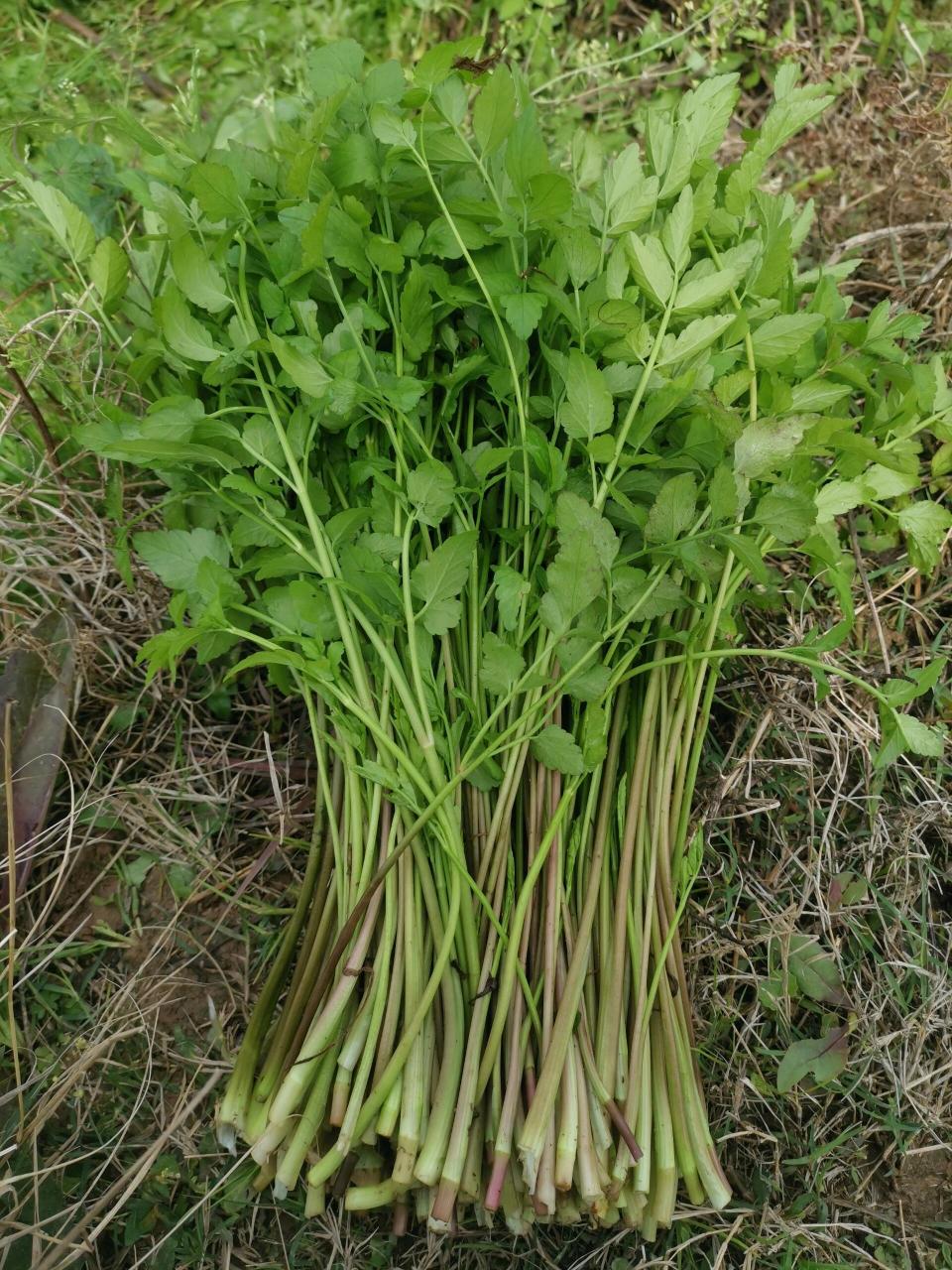 摘点野菜尝尝 春天到了小河边的野芹菜长得好茂盛,摘了一把回去准备炒