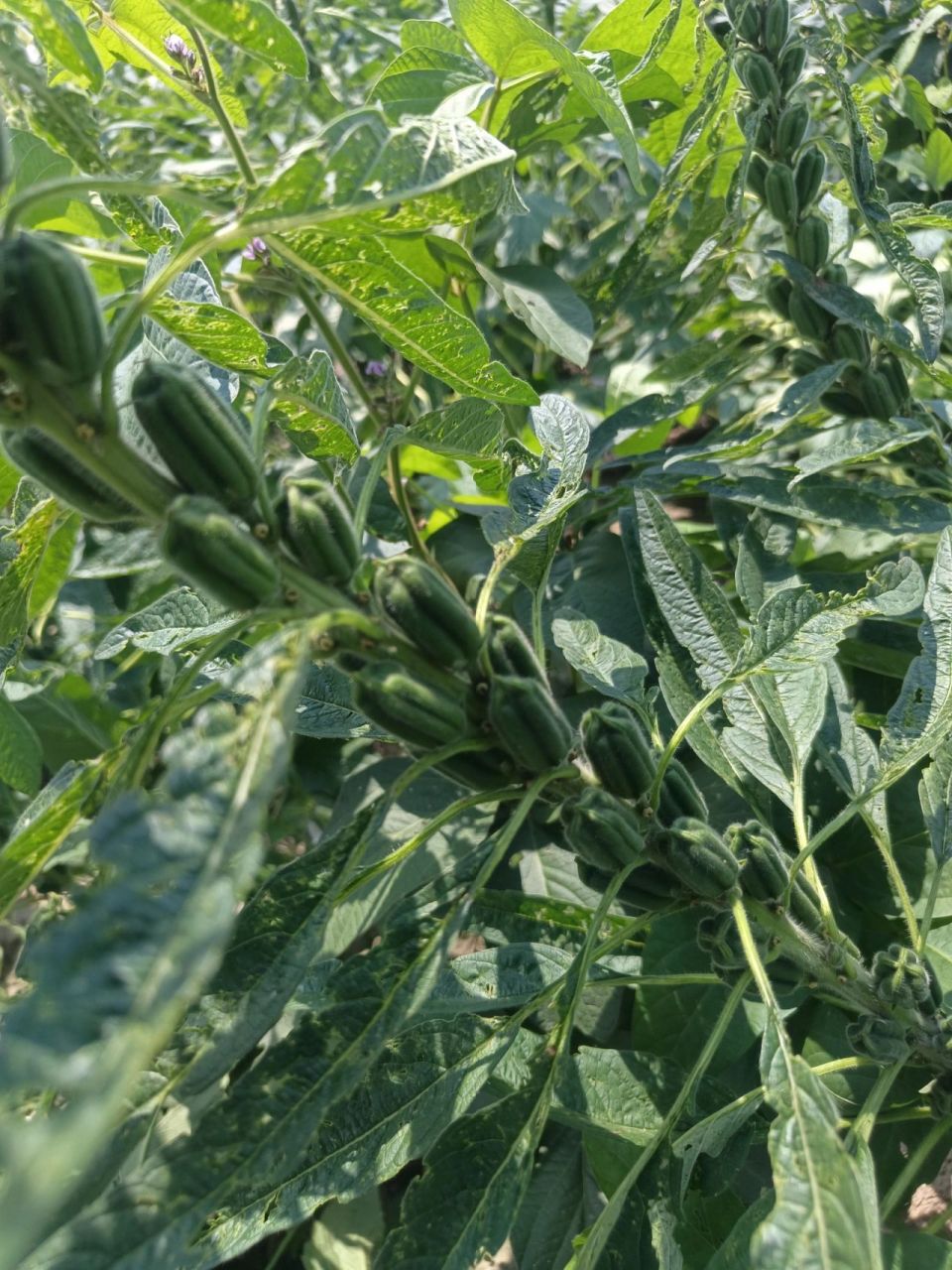 植物小科普~芝麻 别名:脂麻,胡麻 科:胡麻科 特征:一年生直立草本植物