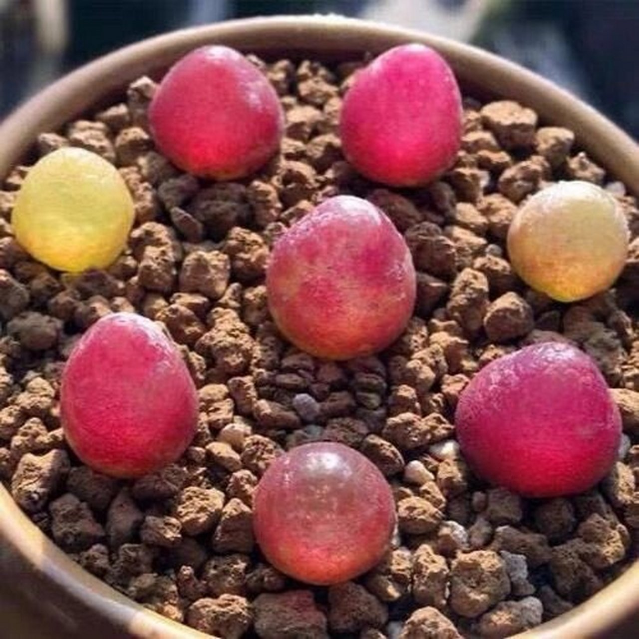 一种多肉  灯泡 每天认识一种多肉  灯泡 	 多肉灯泡是番杏科肉锥花属