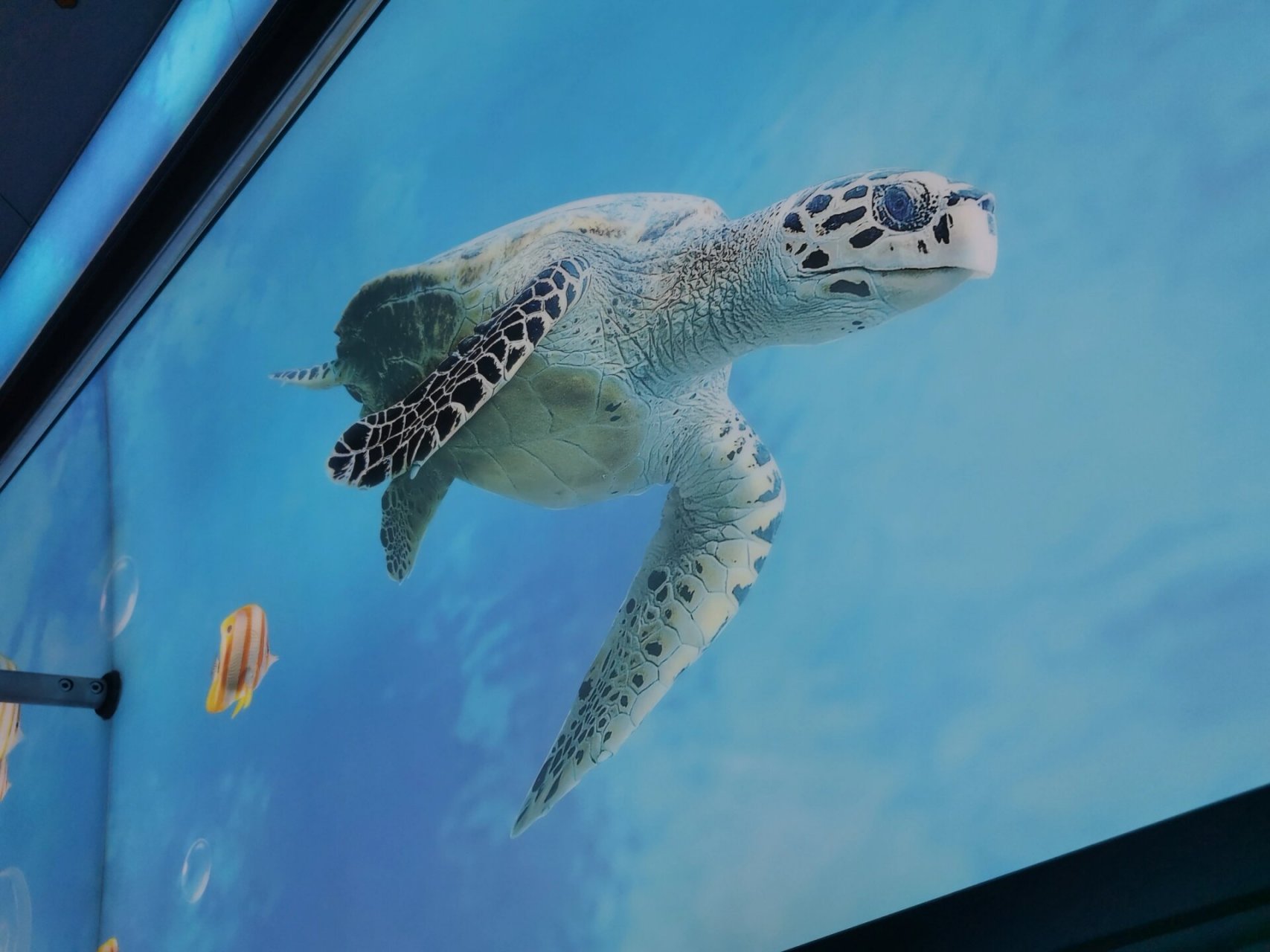 海底地铁 来来来,好想摸摸摸 厦门地铁在海底穿行,坐地铁看海底世界哦