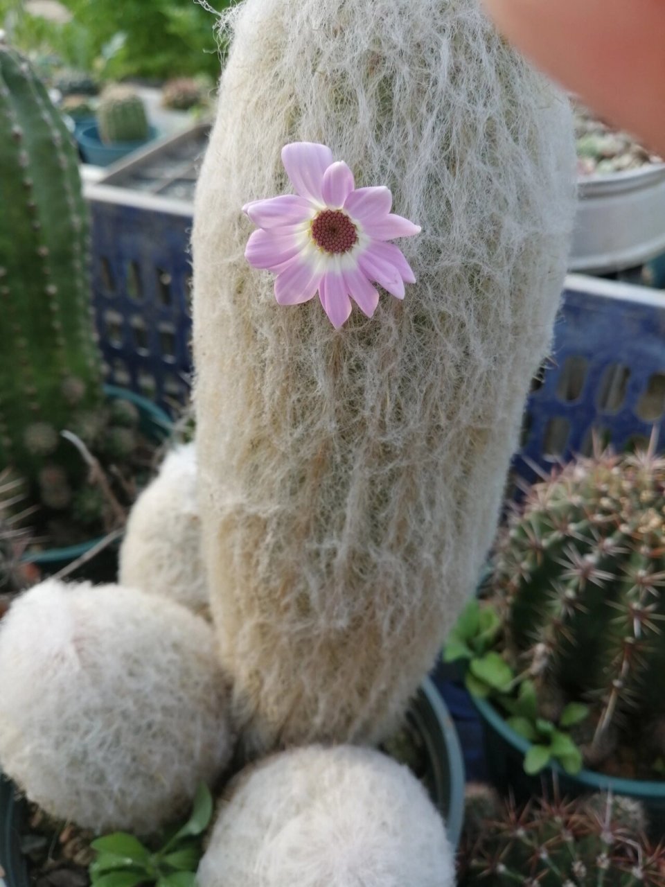 老乐柱开花 不开花,咱就安排开花,今天黑色明天红色