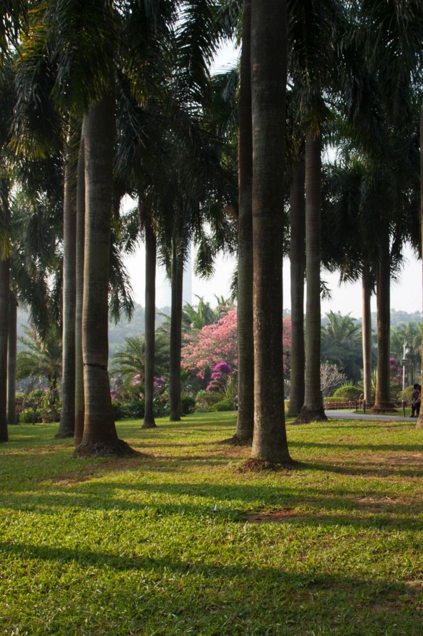 山公园 莲花山可能是深圳游玩都会去的打卡景点了吧60156015