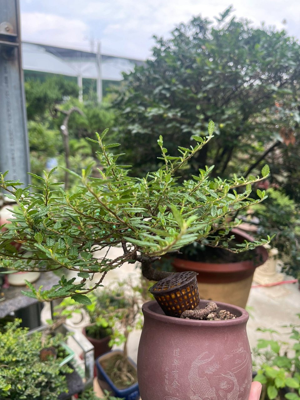 微物盆景00-日本天皇梅