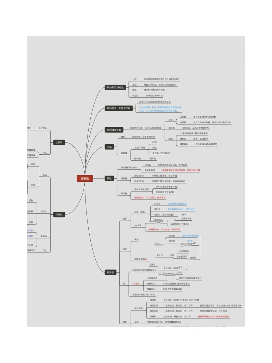 骨骼肌知识点总结图图片
