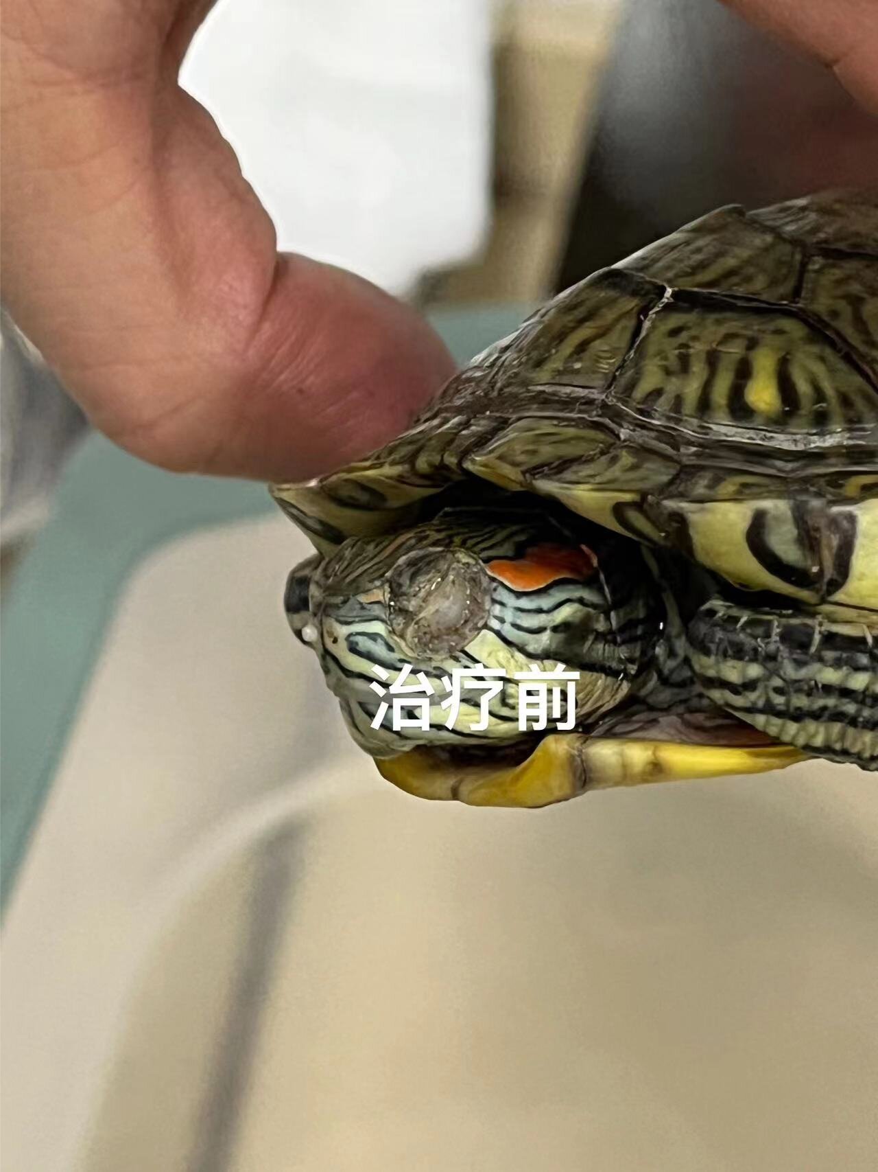 小乌龟白眼病:白眼病好发于水龟类和半水栖龟类,是巴西龟最常见的
