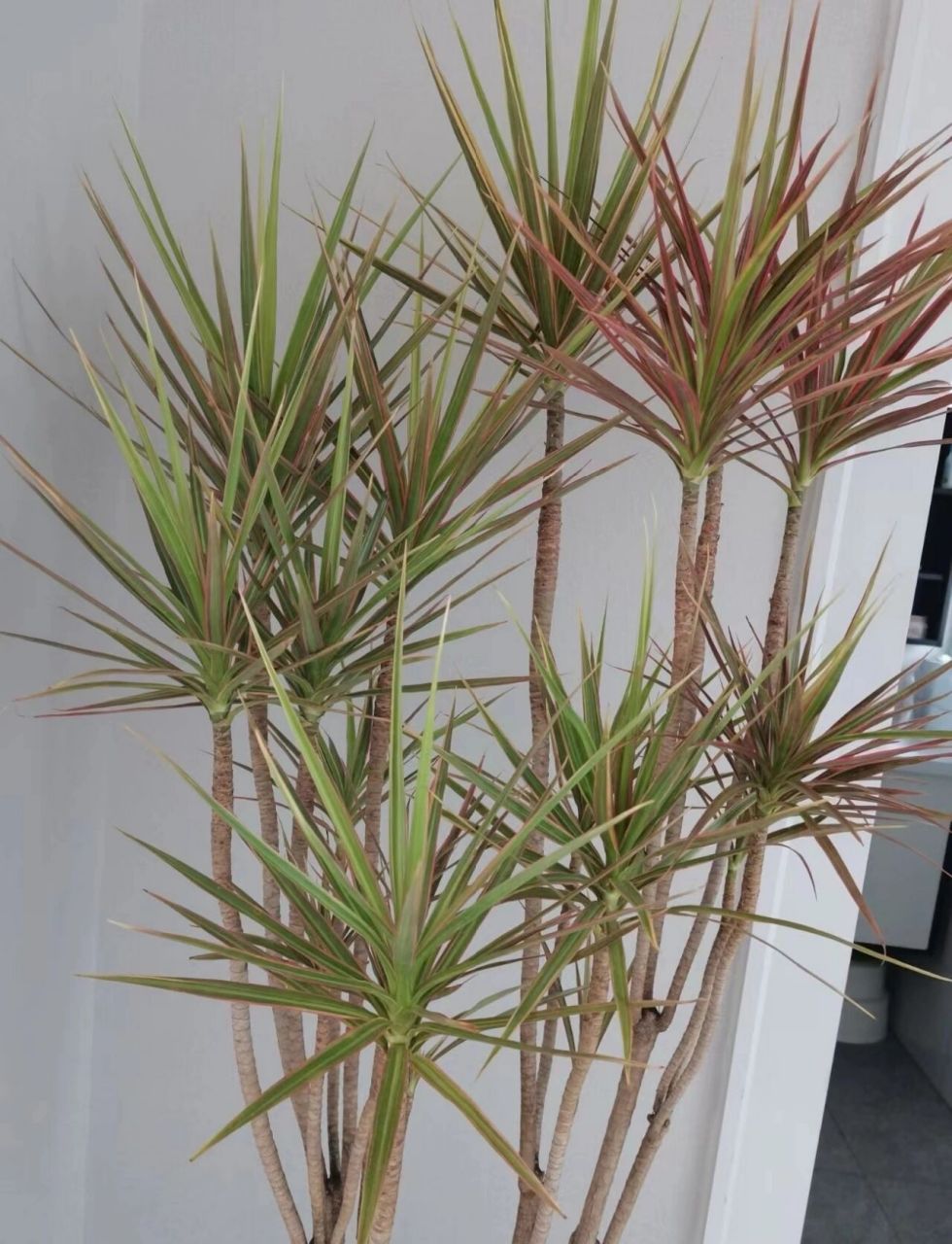 七彩千年木这样才能养的红 千年木造型妖娆,叶片五颜六色,家里摆一颗