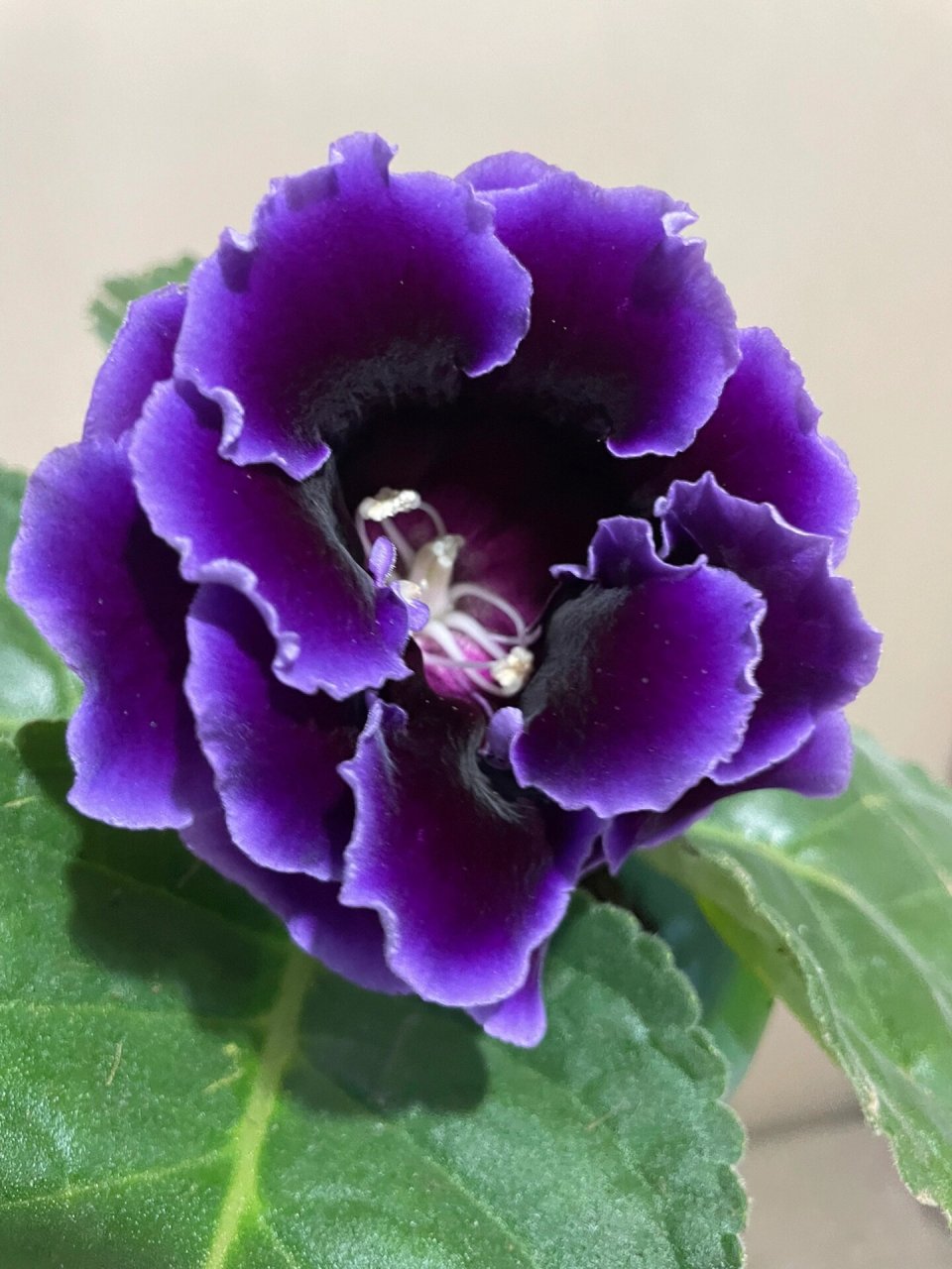 紫色大岩桐/芙蓉花 如图