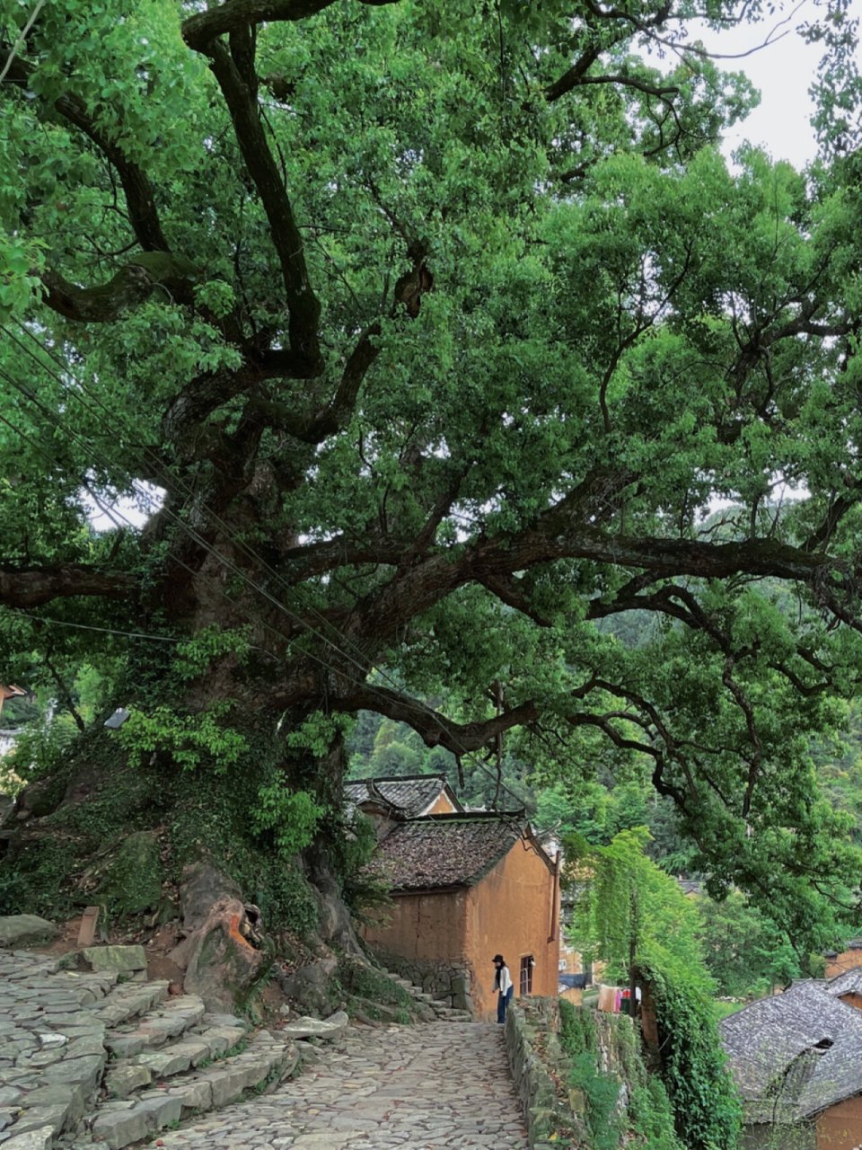 杨家堂村|藏在浙南秘境里的金色布达拉宫 2021.05.