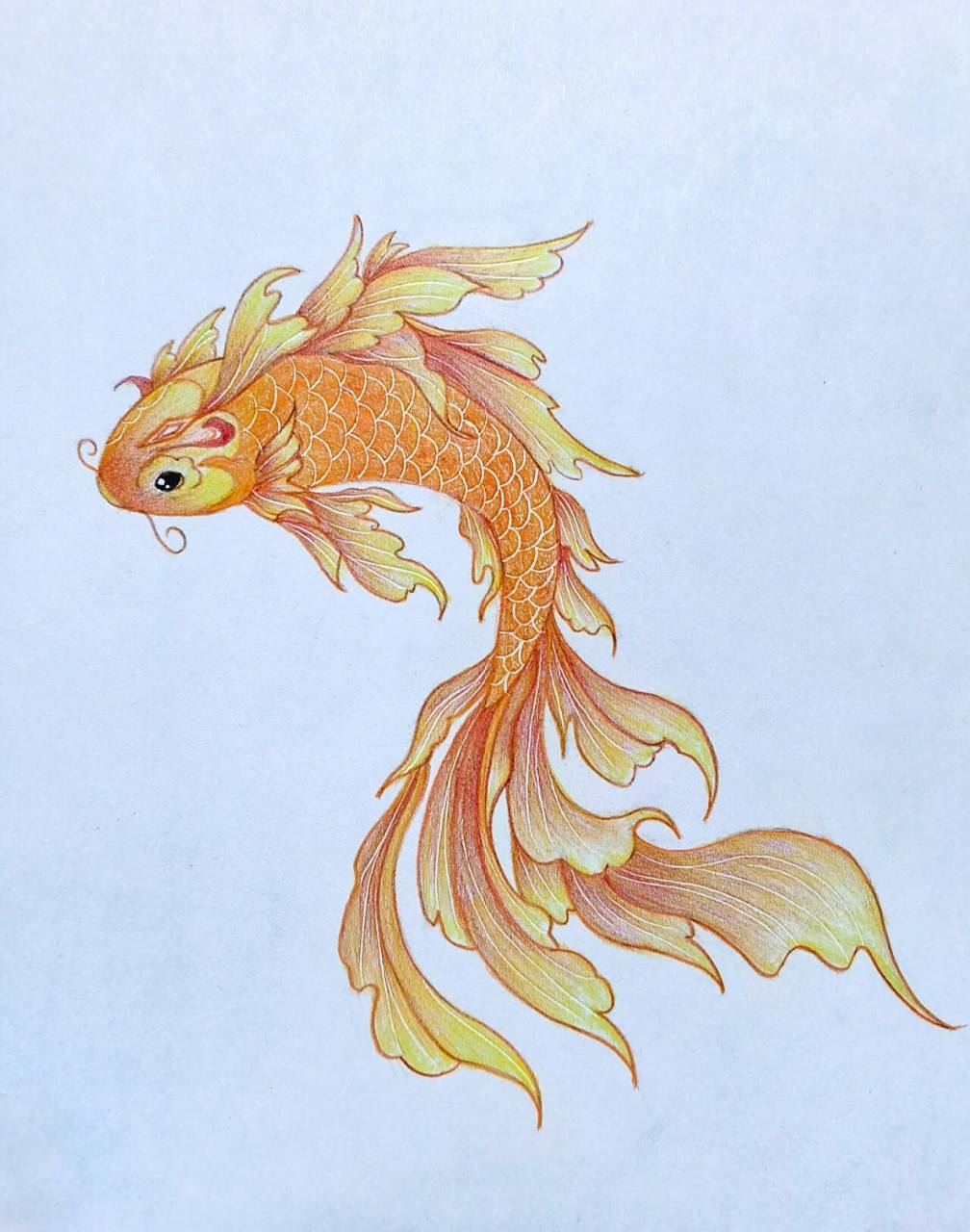 彩铅绘画练习 锦鲤