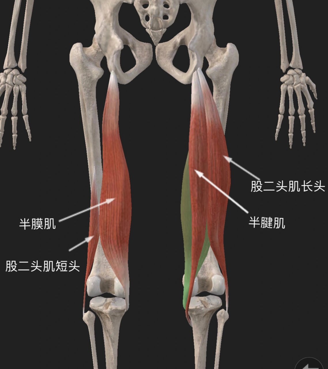 腘绳肌 腘绳肌=股二头肌 半腱肌 半膜肌 	  ①股二头肌 起点:长头(外)