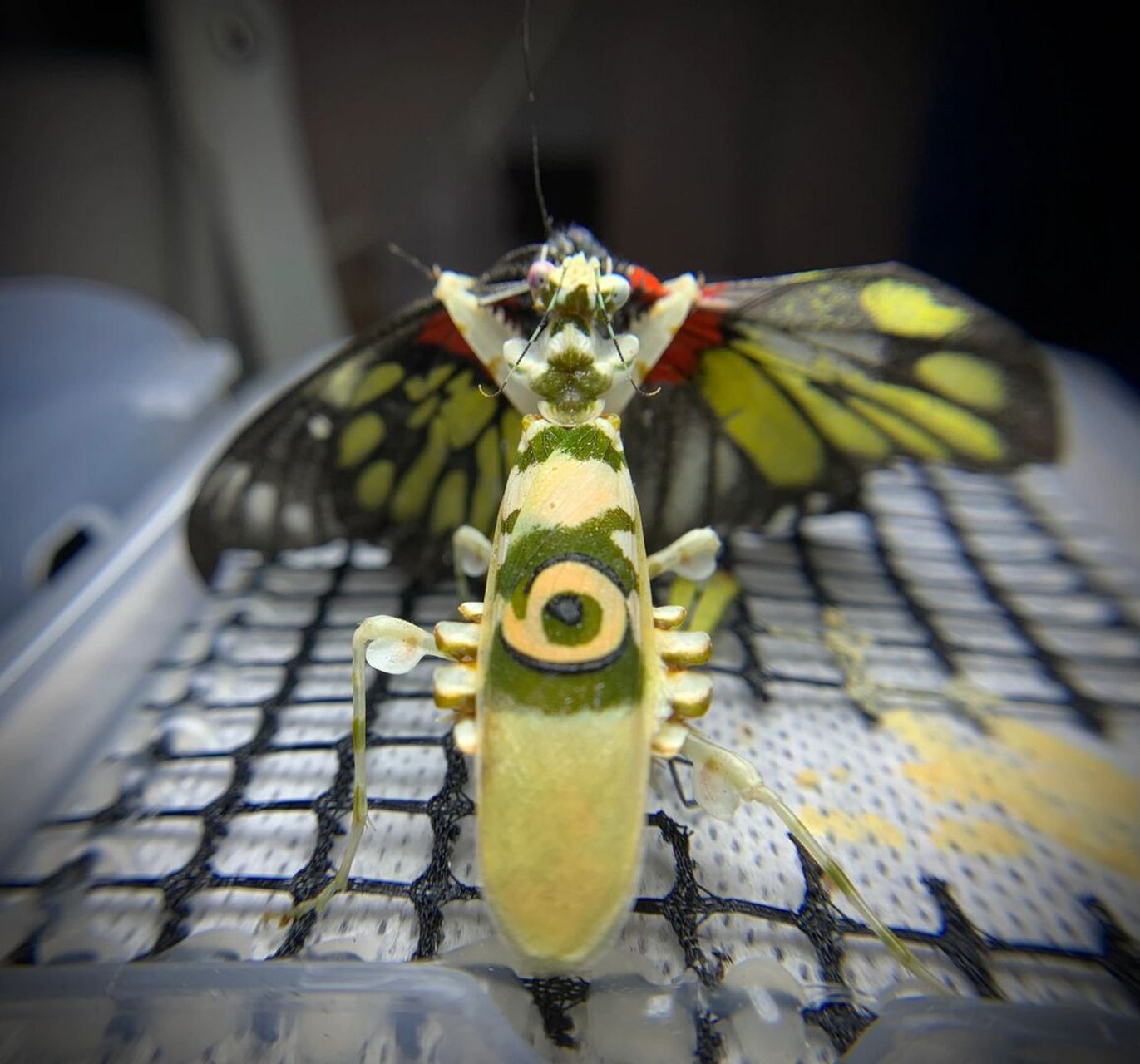 死亡之吻～ #螳螂# #昆虫##刺花螳螂