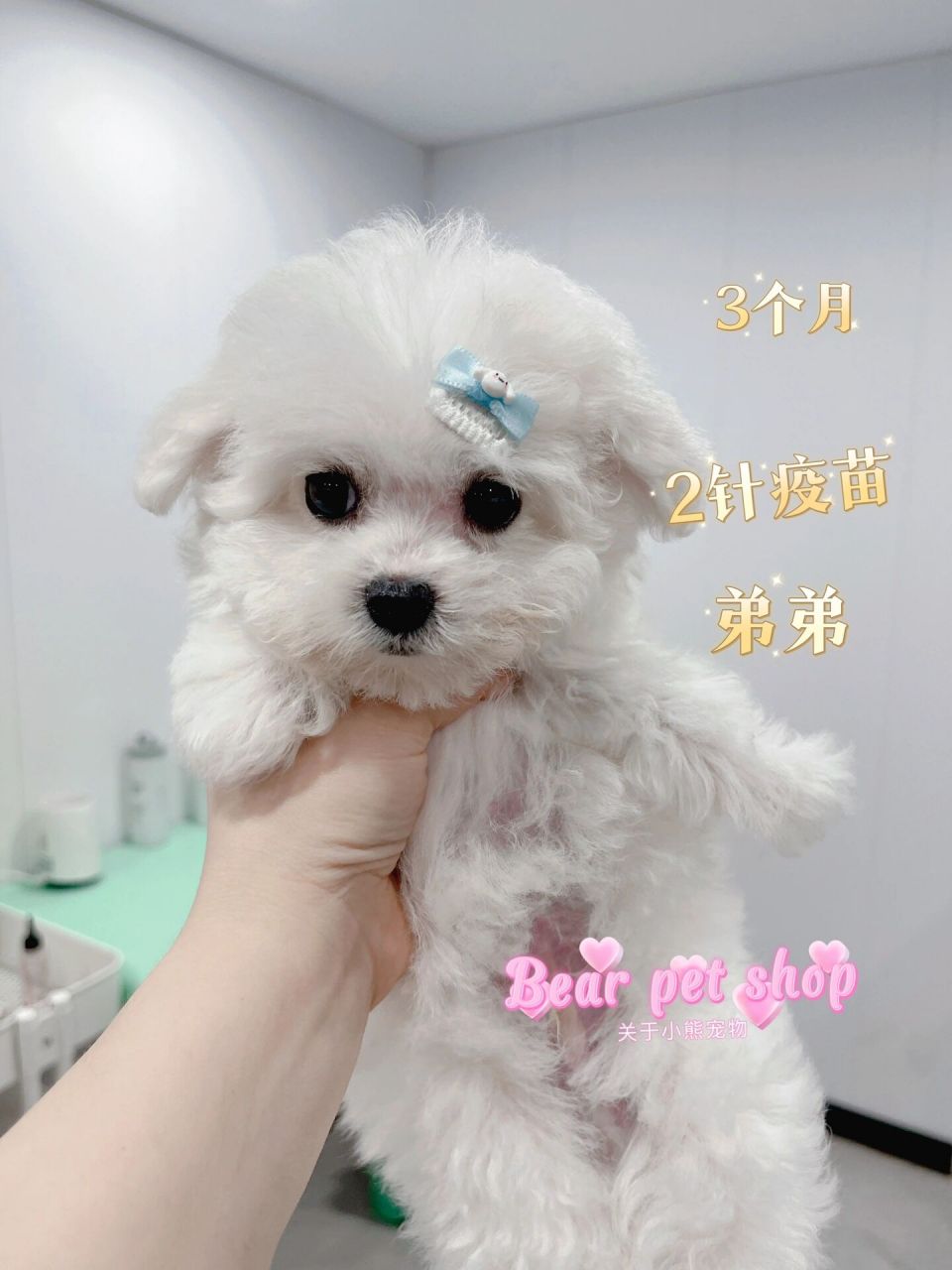 武汉比熊多少钱一只 市场上一般宠物级别的标体比熊1000-2500左右