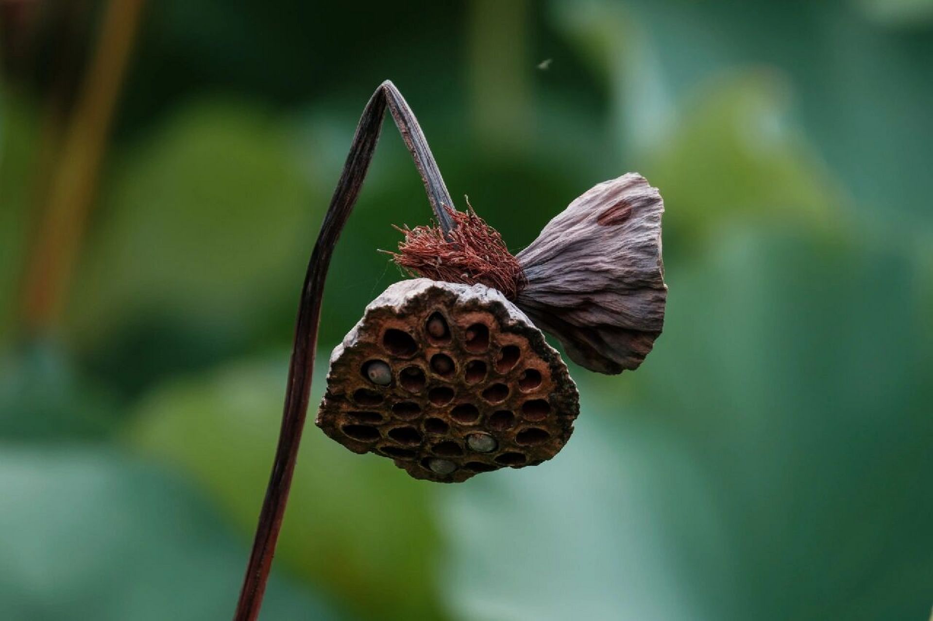 一池残荷知秋凉,一杆枯蓬释禅意  没见过并蒂莲花没关系,这里有并蒂莲