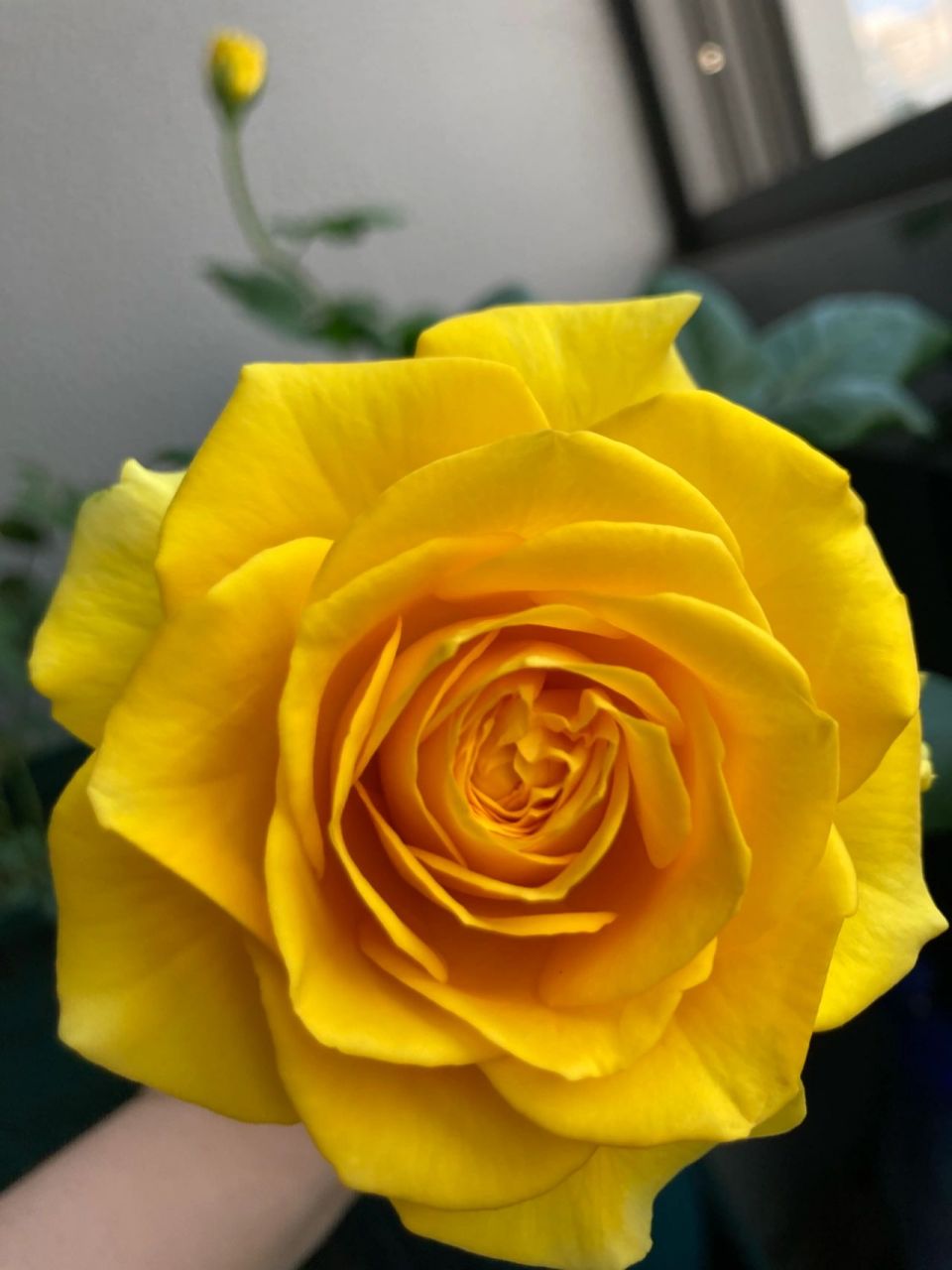 苏格兰黄油月季