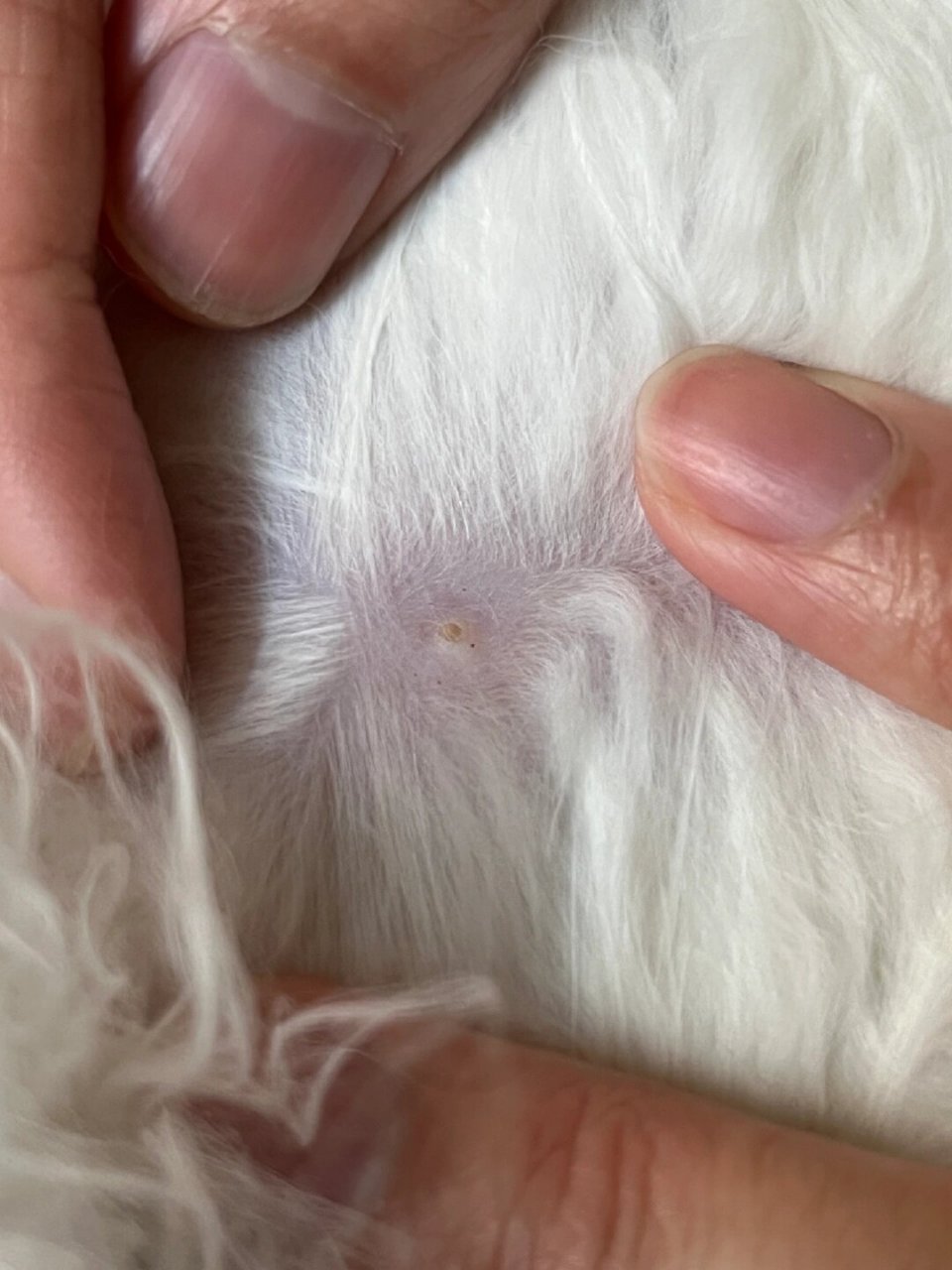 在猫猫身上发现了跳蚤!