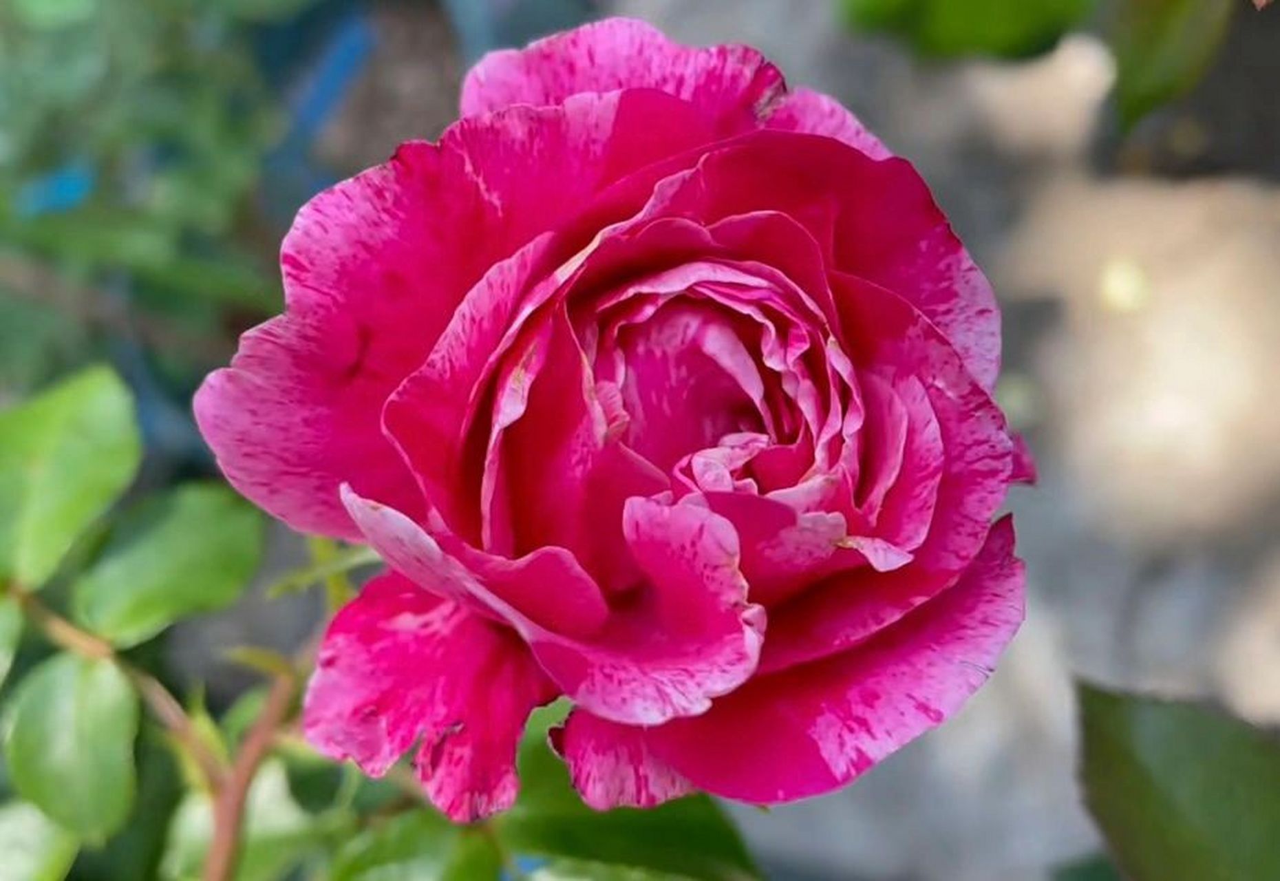 盘点花园里的红色系月季(一) 1,大地主 2,伊蕾沙斯特 3,玫瑰国度的