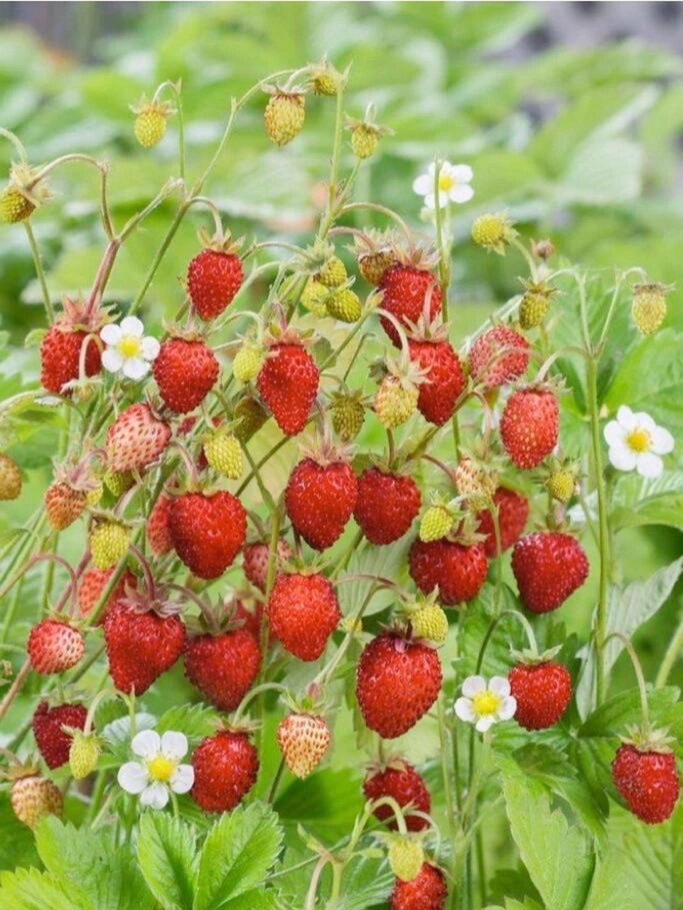 高山草莓91没人能抵抗吧 高山草莓就是我们说的野草莓, 有红色