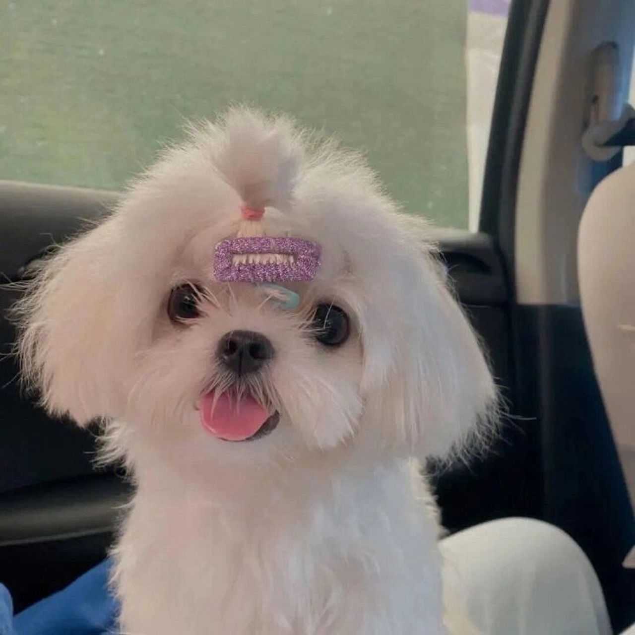 女生头像 | 萌萌哒小动物可爱头像 年年有风 风吹年年 慢慢及漫漫