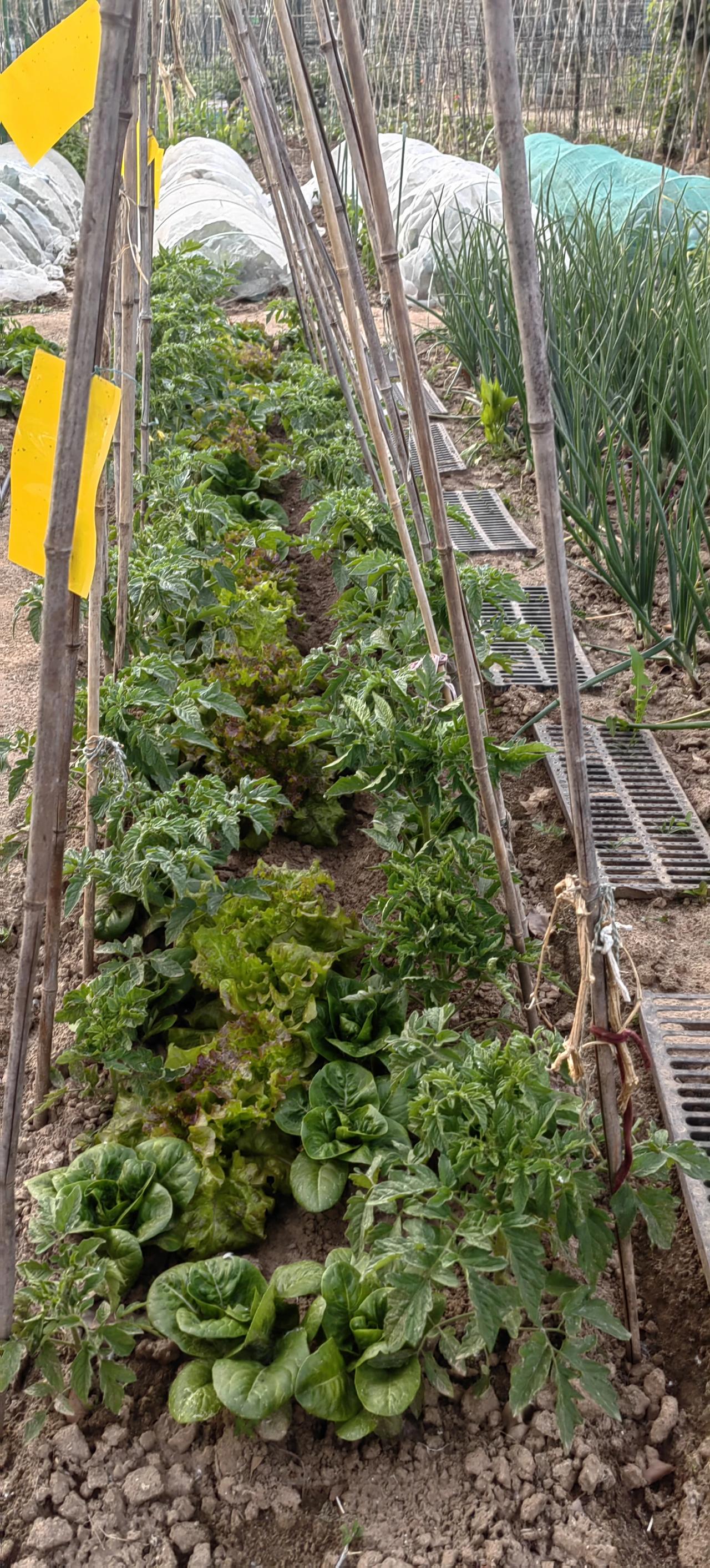 了一天,今天来菜地看看,菜苗没有被吹倒,我们之前就给西红柿搭好架子