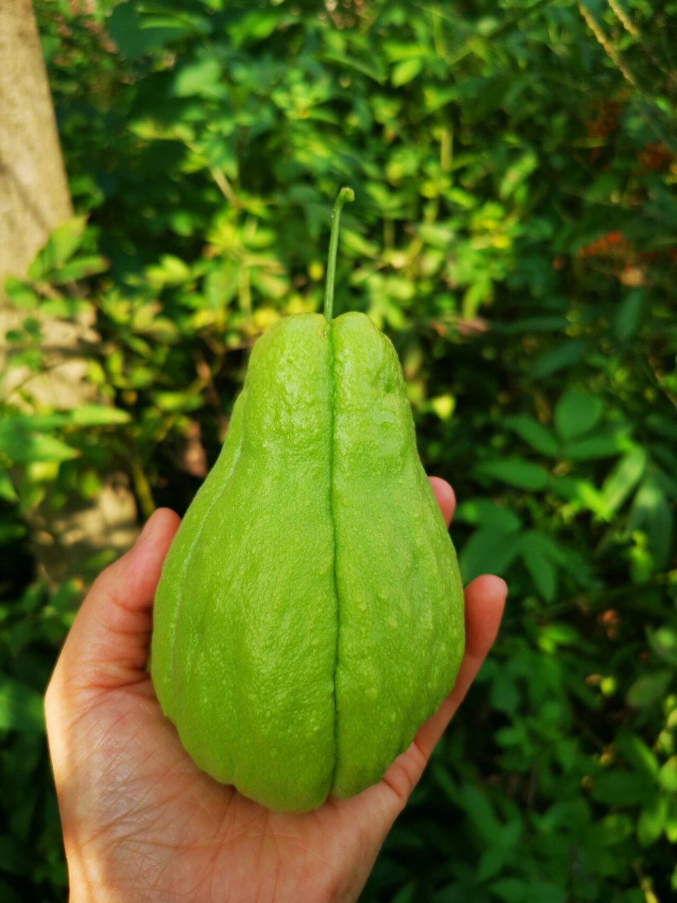 有认识这个是什么的吗? 我们这叫虎儿瓜 你们哪叫什么呢?