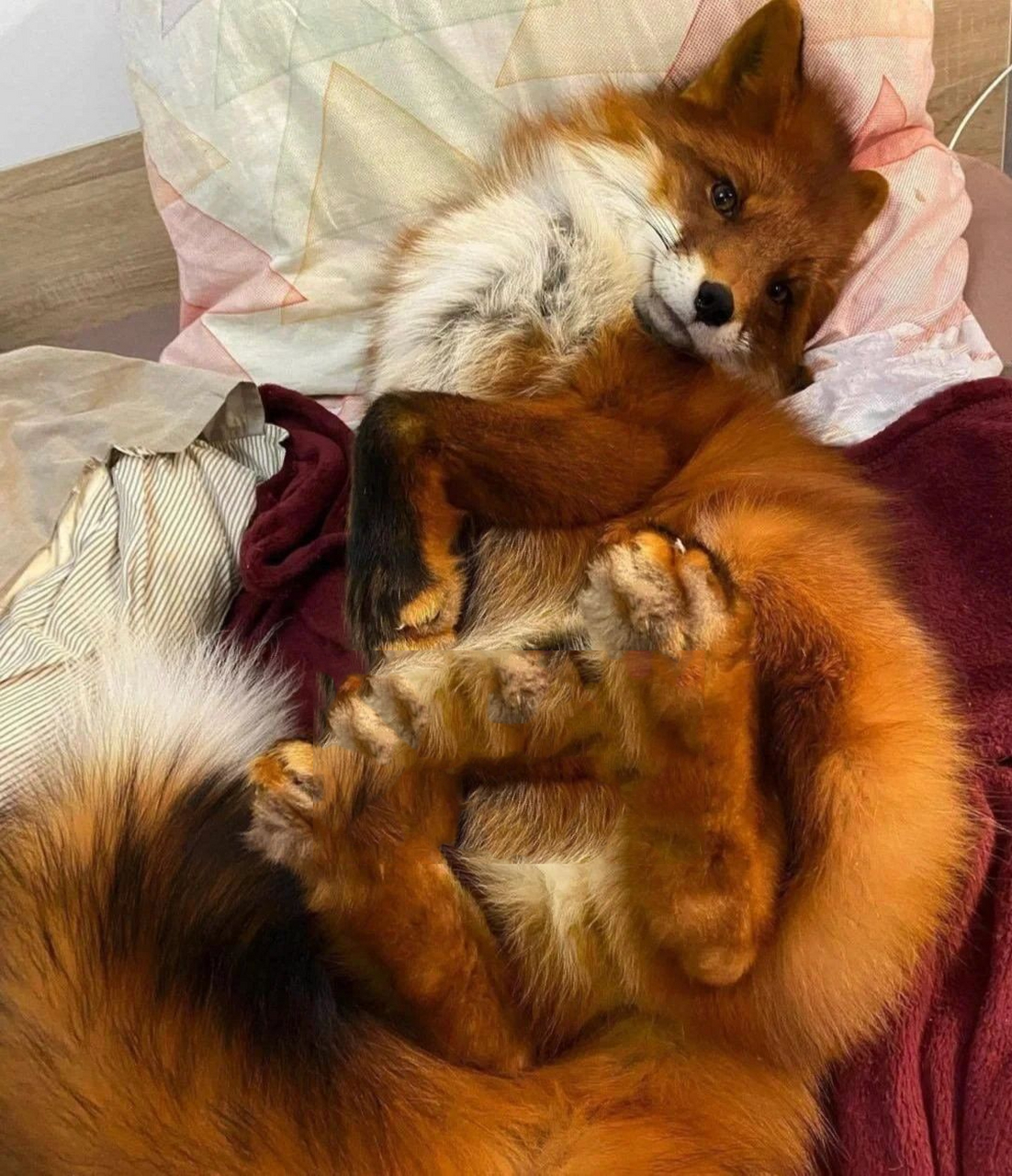 可是 狐狸在人工选育下 有两三百花色,可以分为三个部份 分别是