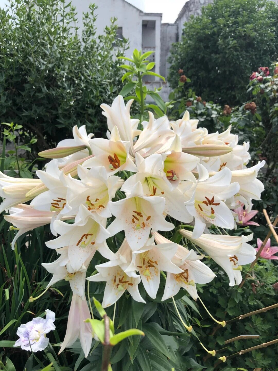 缀化的百合,发现挺多人还挺感兴趣的.