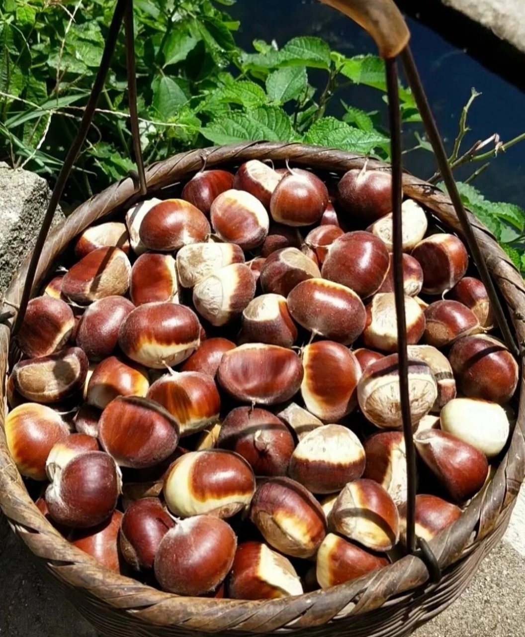 镇安特产————大板栗 家乡特产,镇安大板栗.