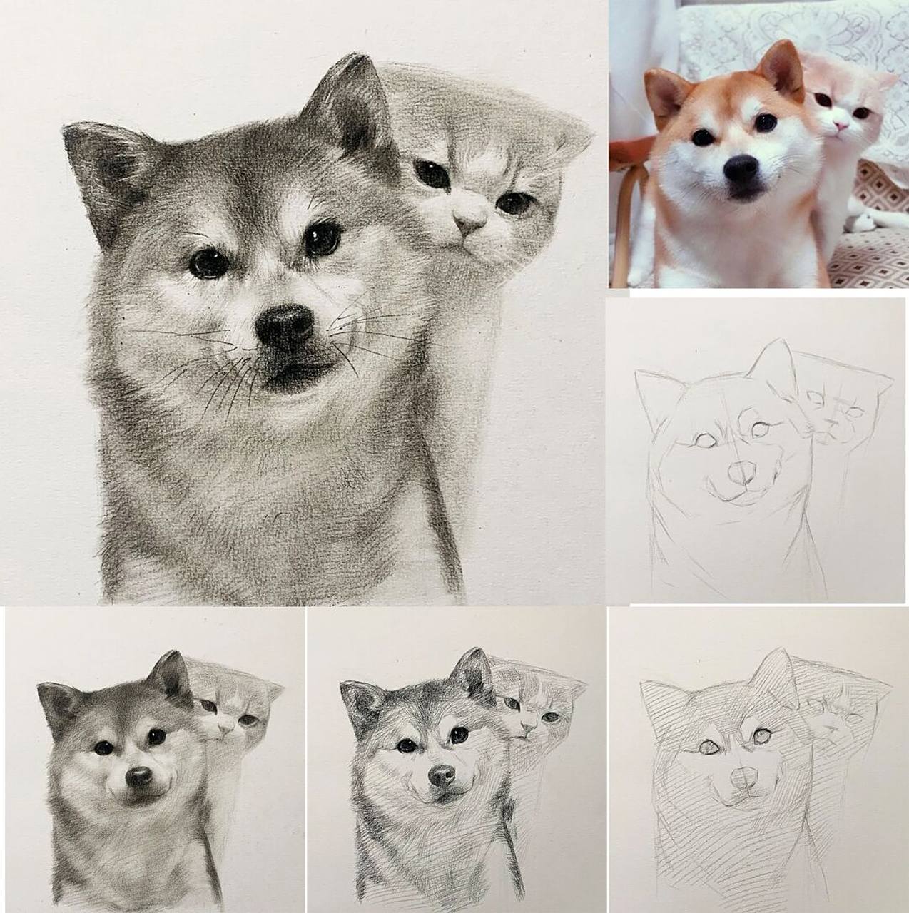 超可爱的猫狗双全 素描步骤详解 #发一张最近的画# #素描# #素描动物
