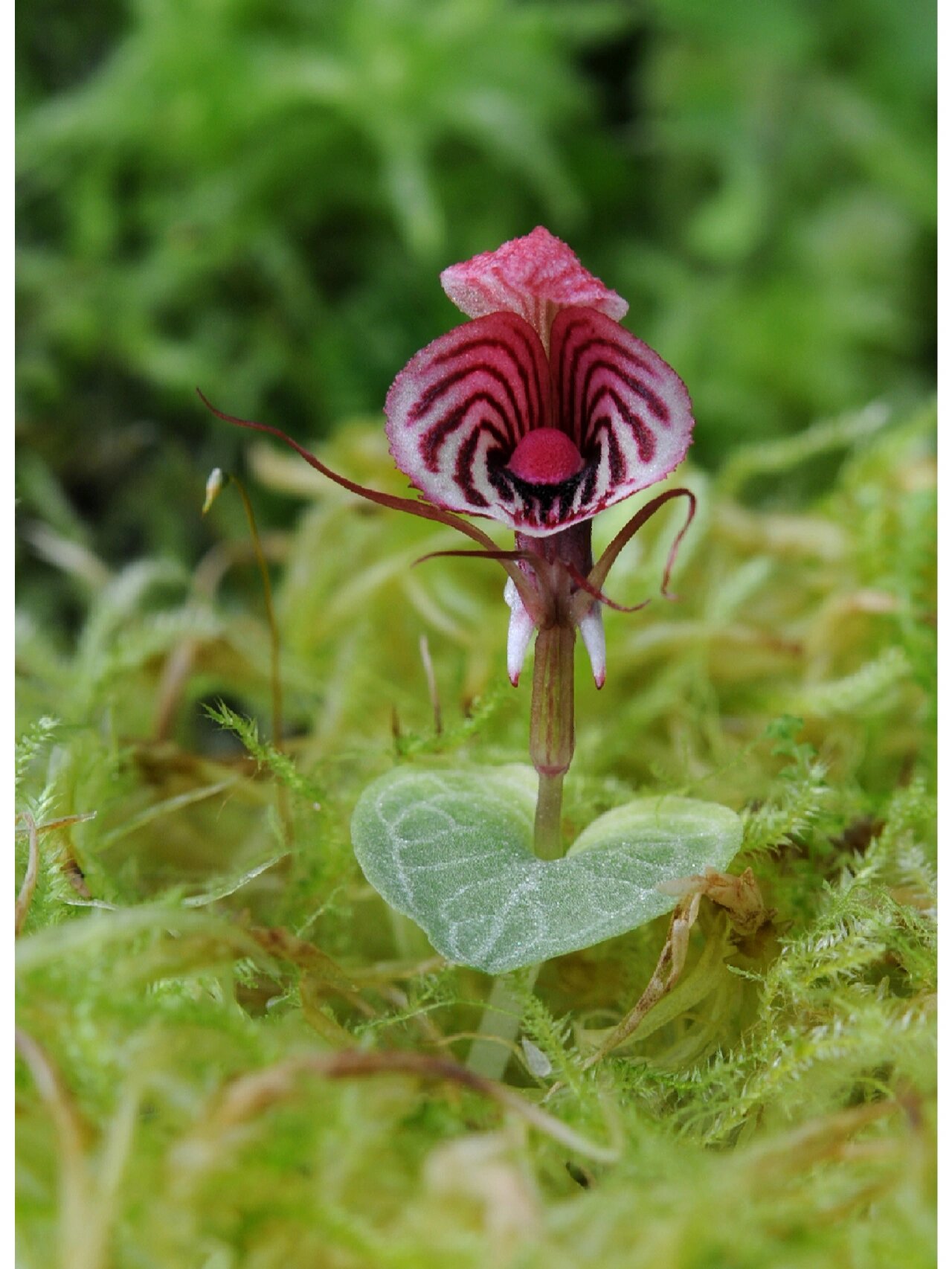 corybas roseus 瑰色铠兰