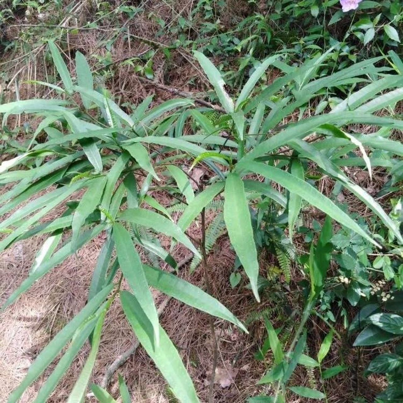 白花牛奶根功效 白花牛奶树根具有滋补养颜,清肝明目,清暑,清热,治疗