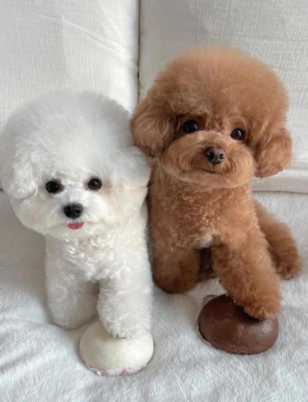 公的还是母的,想养一只狗狗很久了,泰迪和比熊推荐哪个呀?