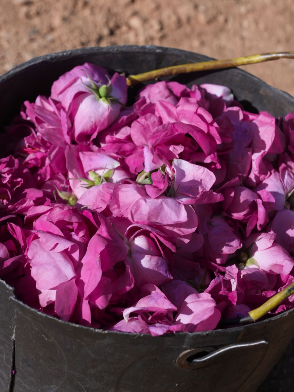 这才是叙利亚大马士革玫瑰最真实的样子 al-marah(马拉哈)是叙利亚